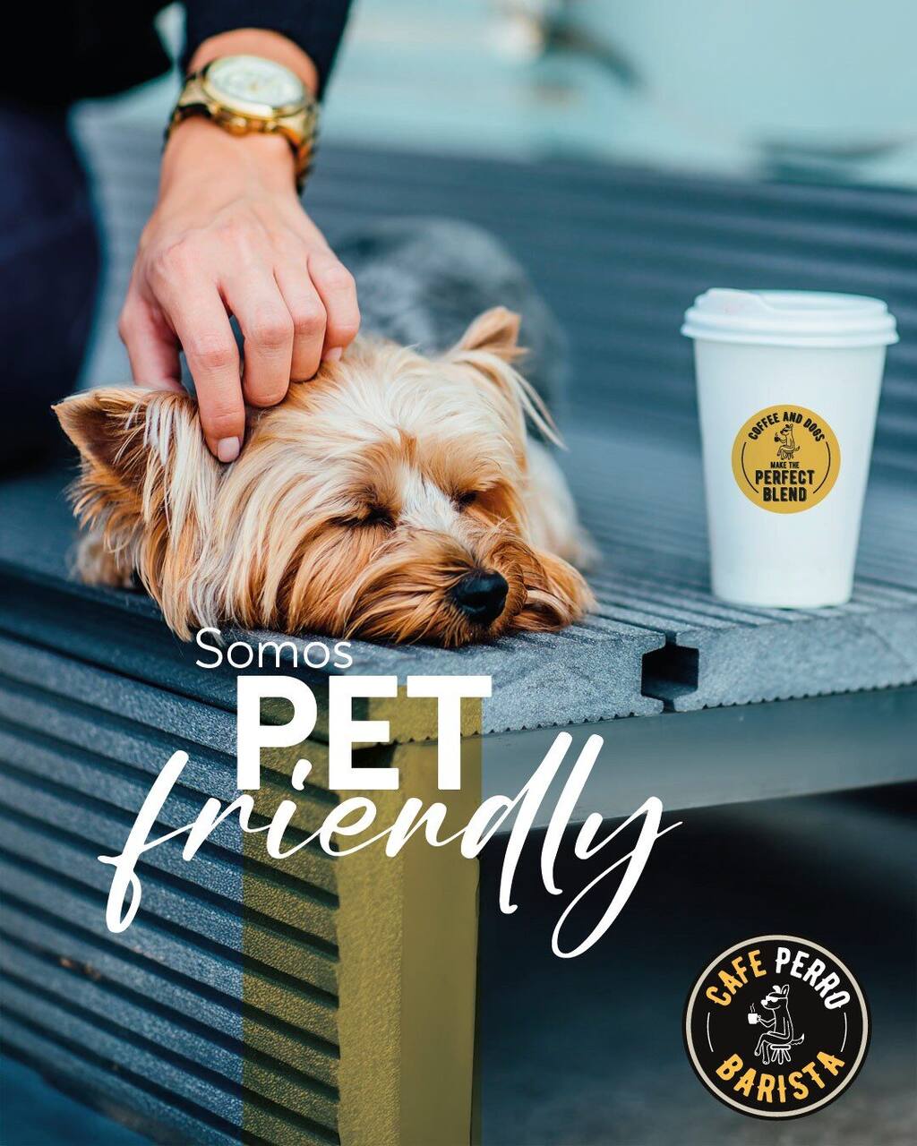 Yorkshire descansando junto a un café para llevar de Café Perro Barista — Somos Pet Friendly